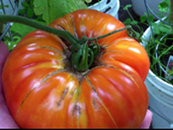 virginia sweets heirloom tomato